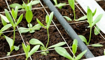 Kokos als volvelds groeimedium voor lisianthus geeft beste resultaten