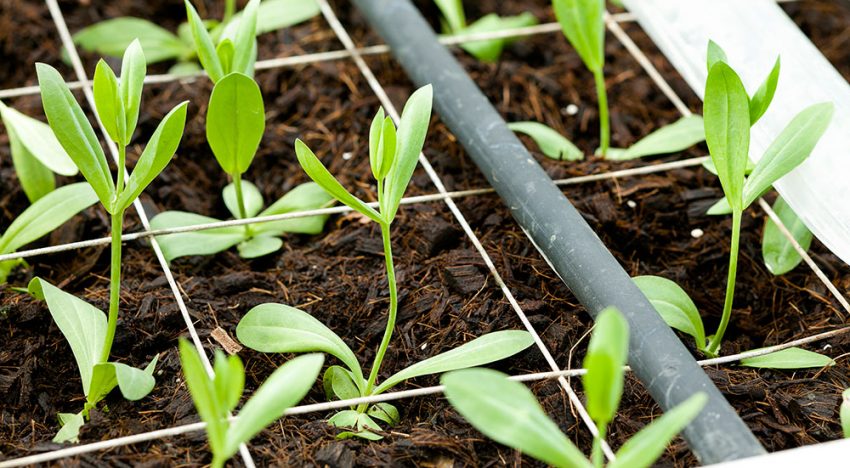 Kokos als volvelds groeimedium voor lisianthus geeft beste resultaten