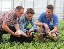 ‘De dendrobiumplanten groeien duidelijk sneller en uniformer’