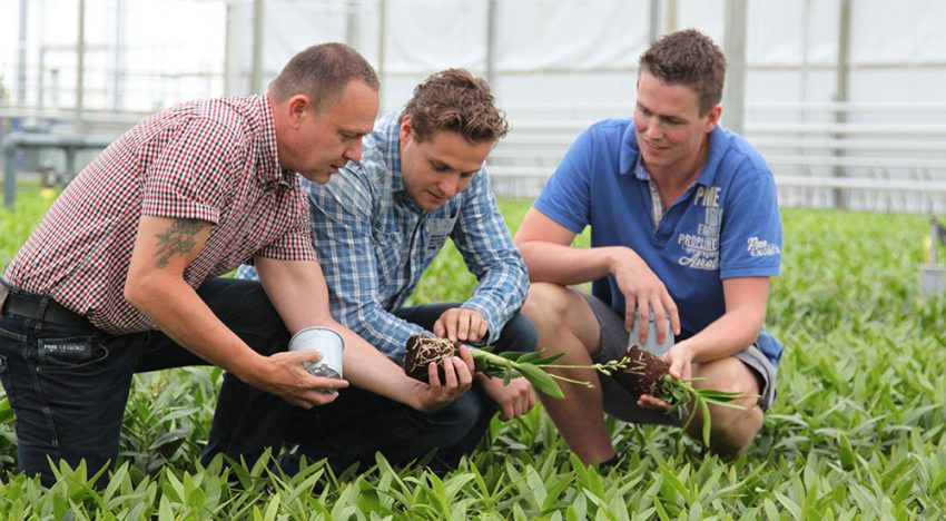 ‘De dendrobiumplanten groeien duidelijk sneller en uniformer’