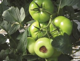 Greenstim verhoogt de weerstand van vruchtgewassen
