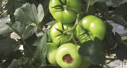 Greenstim verhoogt de weerstand van vruchtgewassen