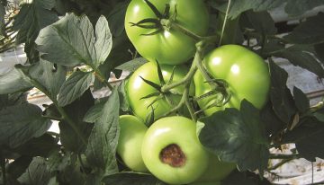 Greenstim verhoogt de weerstand van vruchtgewassen