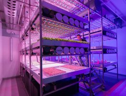 Themabijeenkomst Warme Groenteplanten bij BrightBox