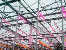 Nieuwe proef met tomaten onder 100% LED-verlichting gestart