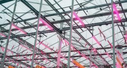 Nieuwe proef met tomaten onder 100% LED-verlichting gestart