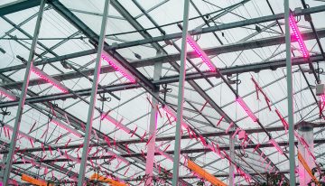 Nieuwe proef met tomaten onder 100% LED-verlichting gestart