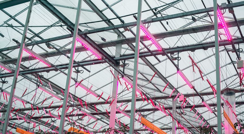 Nieuwe proef met tomaten onder 100% LED-verlichting gestart Nieuwe proef met tomaten onder 100% LED-verlichting gestart
