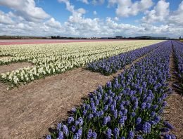 Vier planten geselecteerd als kansrijke leverancier van natuurlijke cosmetica