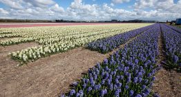 Vier planten geselecteerd als kansrijke leverancier van natuurlijke cosmetica
