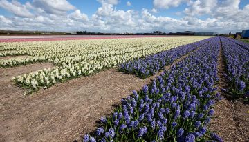 Vier planten geselecteerd als kansrijke leverancier van natuurlijke cosmetica