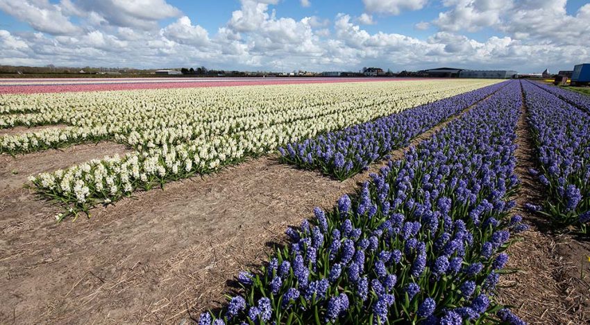 Vier planten geselecteerd als kansrijke leverancier van natuurlijke cosmetica Vier planten geselecteerd als kansrijke leverancier van natuurlijke cosmetica