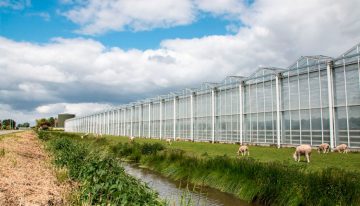 Belgische glastuinbouw bestudeert voorbeelden Nederlandse geothermie