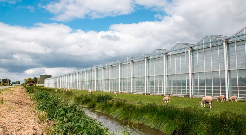Belgische glastuinbouw bestudeert voorbeelden Nederlandse geothermie