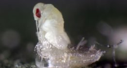 Koppert introduceert video's van plagen en hun natuurlijke vijanden