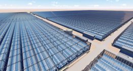 Kubo bouwt 190 hectare solarkassen in Oman