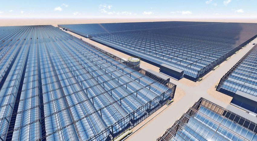 Kubo bouwt 190 hectare solarkassen in Oman