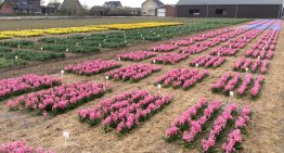 'De toekomst van gewasbescherming' centraal tijdens open middag bloembollen