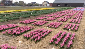 'De toekomst van gewasbescherming' centraal tijdens open middag bloembollen