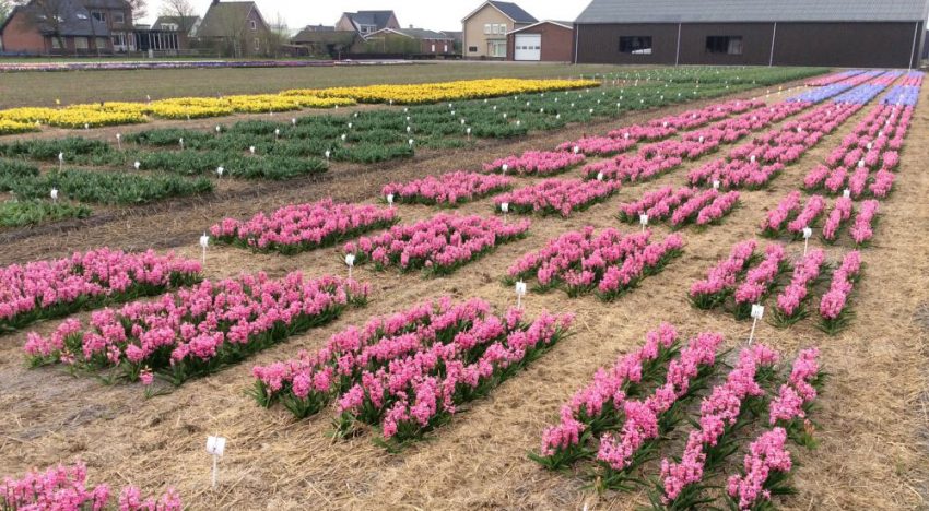 'De toekomst van gewasbescherming' centraal tijdens open middag bloembollen