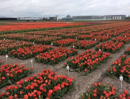 Toekomst gewasbescherming thema open middag bloembollen in Zwaagdijk