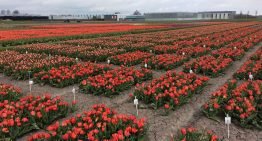 Toekomst gewasbescherming thema open middag bloembollen in Zwaagdijk