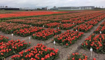Toekomst gewasbescherming thema open middag bloembollen in Zwaagdijk