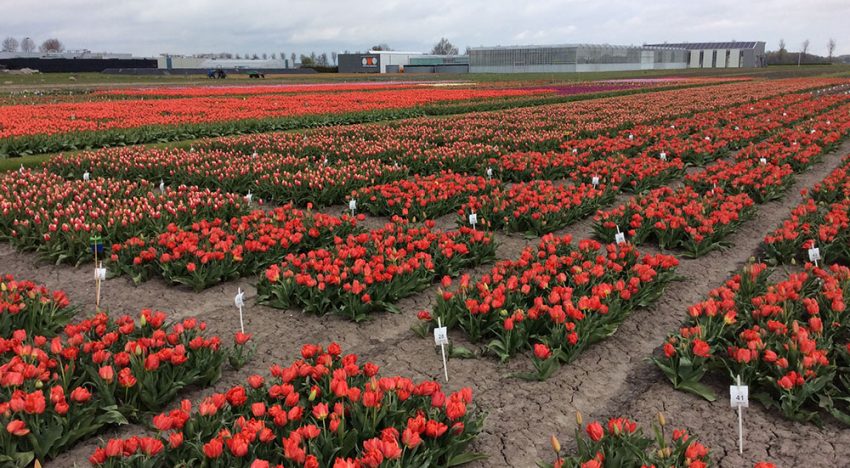 Toekomst gewasbescherming thema open middag bloembollen in Zwaagdijk