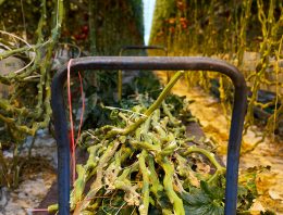 Nieuwe papiersoort uit vezels tomaten- en paprikaplanten