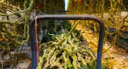 Nieuwe papiersoort uit vezels tomaten- en paprikaplanten