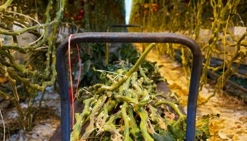 Nieuwe papiersoort uit vezels tomaten- en paprikaplanten