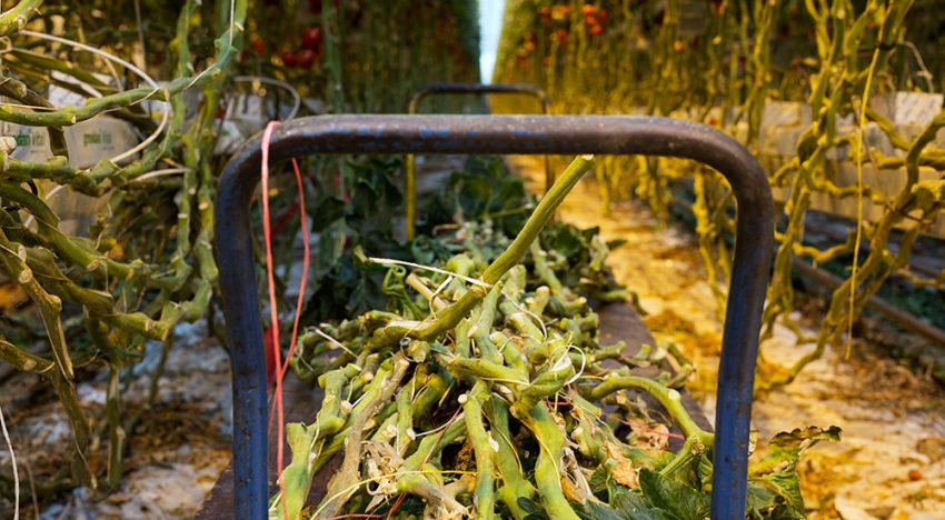 Nieuwe papiersoort uit vezels tomaten- en paprikaplanten