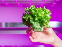 Vertical farm van Staay Food opnieuw vertraagd