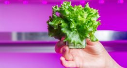 Vertical farm van Staay Food opnieuw vertraagd