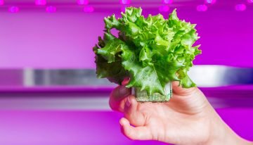 Vertical farm van Staay Food opnieuw vertraagd