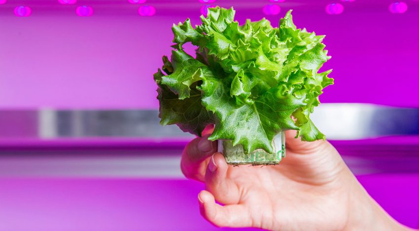 Vertical farm van Staay Food opnieuw vertraagd