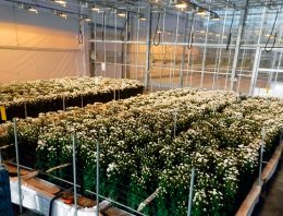 Chrysant op water voor de vierde maal overtuigend