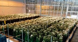 Chrysant op water voor de vierde maal overtuigend