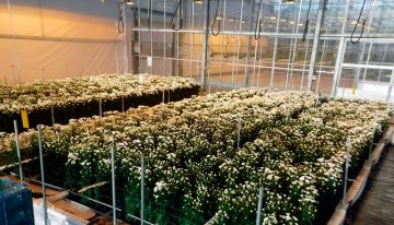 Chrysant op water voor de vierde maal overtuigend