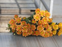 Vijftig procent besparen op warmte en CO2 bij chrysant