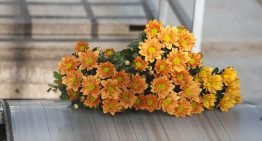 Vijftig procent besparen op warmte en CO2 bij chrysant
