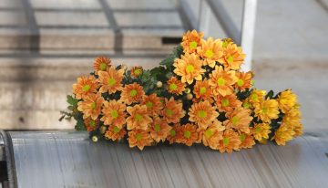 Vijftig procent besparen op warmte en CO2 bij chrysant