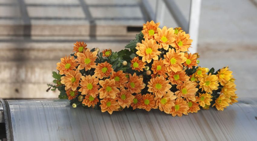 Vijftig procent besparen op warmte en CO2 bij chrysant