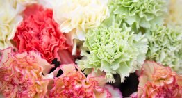 Liquidseal meest innovatieve MKB bedrijf in Agro & Food