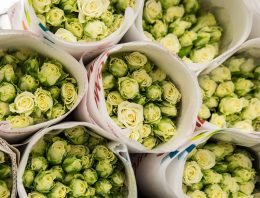 Rozenteelt dreigt uit Nederland te verdwijnen