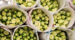 Rozenteelt dreigt uit Nederland te verdwijnen