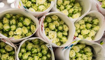 Rozenteelt dreigt uit Nederland te verdwijnen