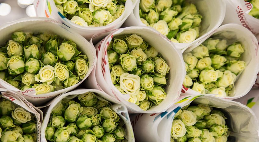 Rozenteelt dreigt uit Nederland te verdwijnen