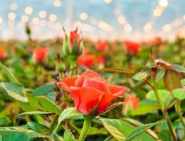 Samenwerking HortiContact, Uniglobe Westland en In Greenhouses Magazine