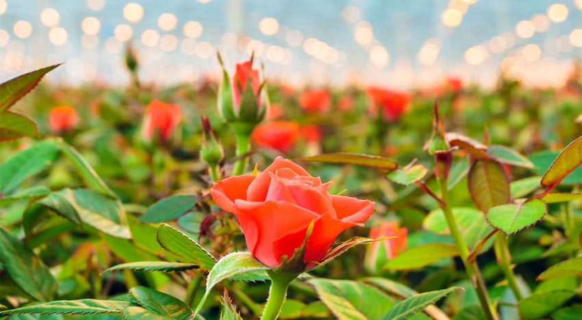 Samenwerking HortiContact, Uniglobe Westland en In Greenhouses Magazine
